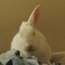 Childless rabbit lady (@rabbitantula) Twitter profile photo Childless rabbit lady (@rabbitantula) Twitter profile photo