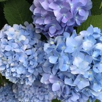 星 (@ibaranonamidax) 's Twitter Profile