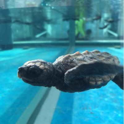 yukipiro's profile picture. 関東の端っこでcbさんへの愛をひっそり抱えてほとんどつぶやかない2児（9歳6歳）の母。無言フォロー失礼いたします。歌って踊るTのお2人も緩く長く応援中。