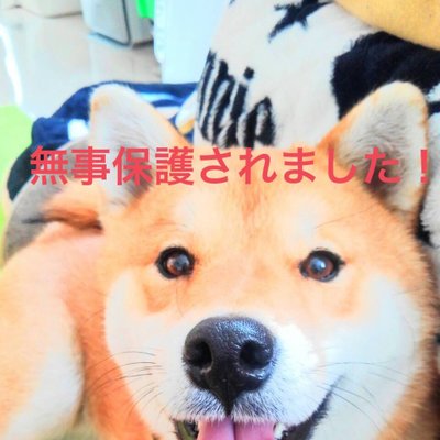 たぬき Jym8ydl0csnntwg Twitter