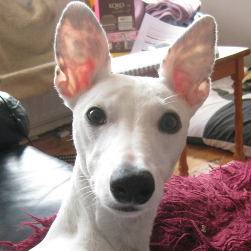 25/06/2009 - 12/01/2023 He liked running really fast and eating cat poo. Brother to @arthurwhippet. Beloved by @lauriepink & @essers. Such a good boy.