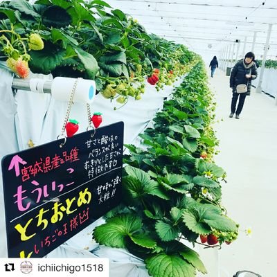 2018年に仙台市泉区松森にOPENしたイチゴ農場です!【予約不要】で40分間のいちご摘みをお楽しみいただけます♪ (本社山元農場ではいちご摘みは受付しておりませんのでご注意ください)定休日は火曜日です。お問い合わせはDMではなくホームページのお問い合わせフォーム、お電話にてお願いいたします🍓