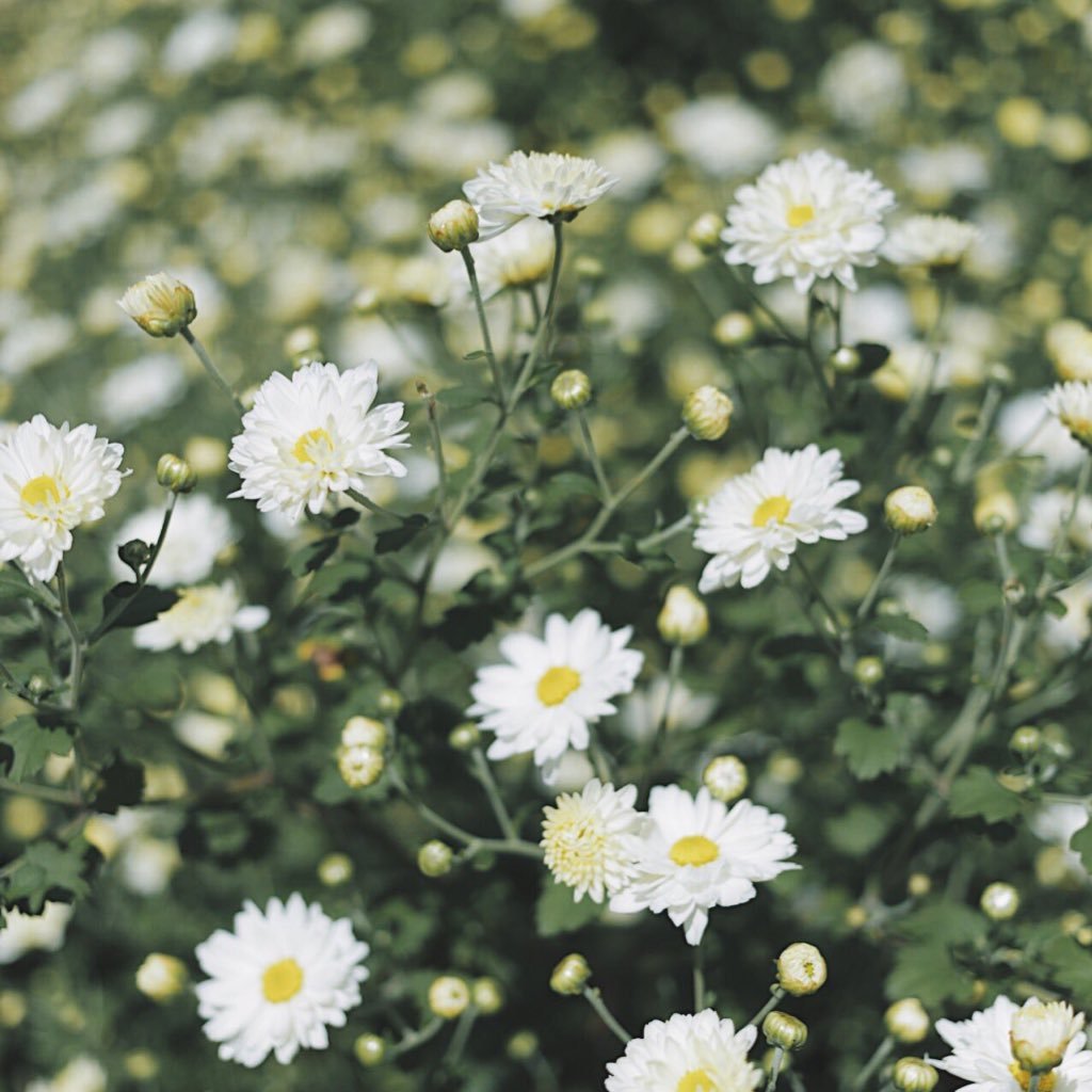 DeeGeeSarang's profile picture. 