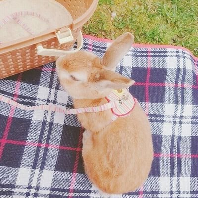 リプとふぁぼのみとなってます‧₊˚☆