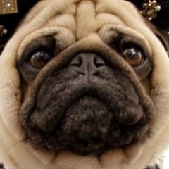 可愛いパグ画像 Kawaii Pug Twitter