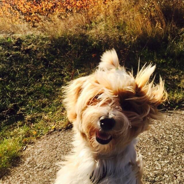 Vingud1's profile picture. 