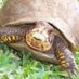 *a_turtle* (@_a_turtle) Twitter profile photo *a_turtle* (@_a_turtle) Twitter profile photo