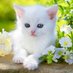 Cute kittens🇺🇸 (@Cutekittens07) Twitter profile photo