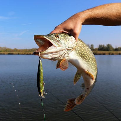 #Outdoors #Tennessee #Rivers #Lakes #Bass #Trout #Catfish #Perch #Fly #Fishing #Wildlife #Fun #Propane #Preds #Titans #Vols