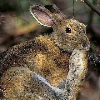 Adores wildlife and supports conservation here in the United Kingdom and overseas.
Enjoys dabbling in a little animal portrait painting. New vegan and Celiac!