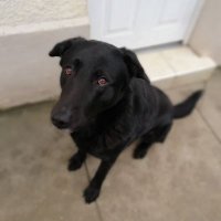 Wilouleloup (@darkbleus) 's Twitter Profile