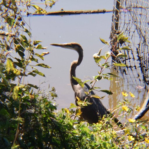 Friends of Kingman & Heritage Islands