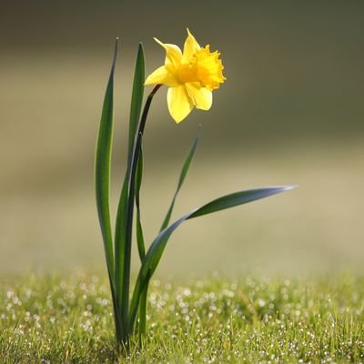 lala_sehra's profile picture. ‏‏‏‏اے گنچہ خوابید چوں نرگس نگراں خیز   
کاشنہ ماں رفت بہ تاراج غماں خیز  .
    little   flower asleep rise narcissus like
behold our bower droops by griefs ari