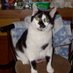 Joyce Gacsy (@lilkittin65) Twitter profile photo Joyce Gacsy (@lilkittin65) Twitter profile photo