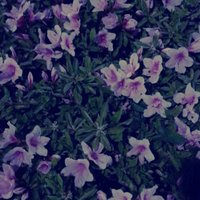 あべ えりこ (@dzhajda2rackbf8) 's Twitter Profile