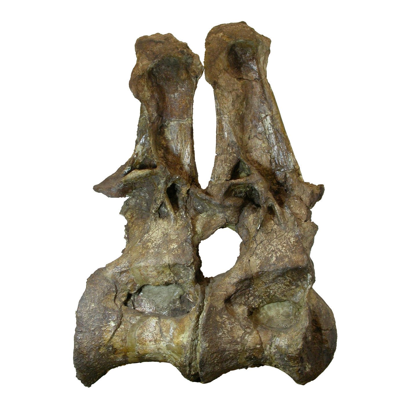 Sauropod Vertebra Picture of the Week