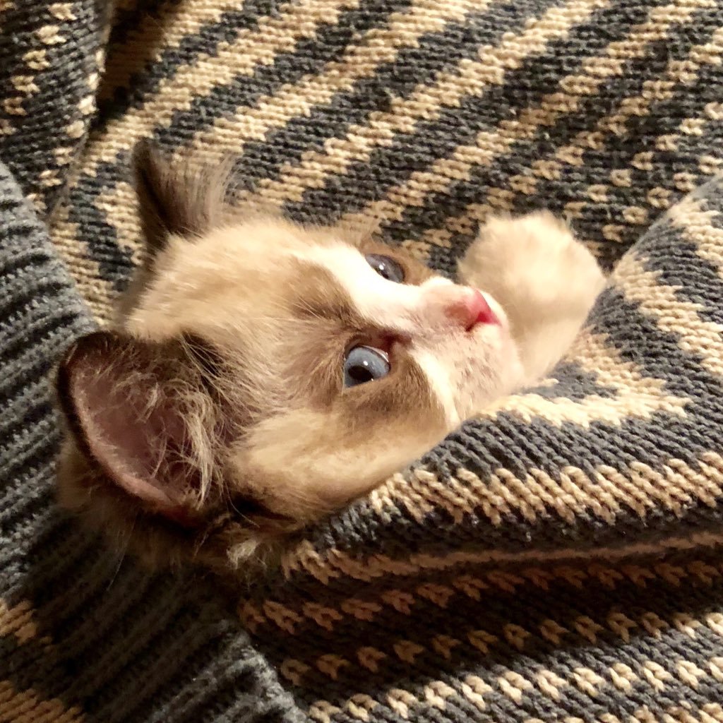 mikoto_dd's profile picture. 做一只 特立独行的 喵