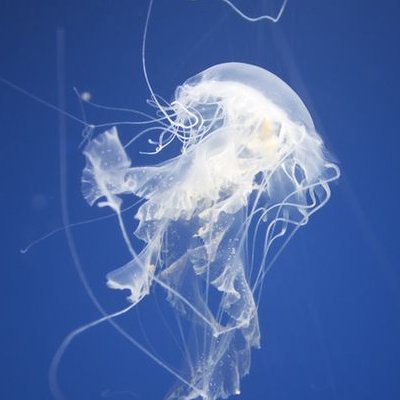 kaikikazanbear's profile picture. 