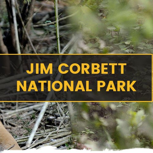 Call Now @8826586503, 9599848481 Jim Corbett Online Booking & Inquiry for Best Price Available. Jim Corbett National Park in northern India's Uttarakhand State.