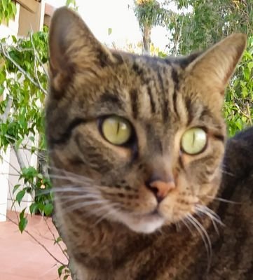 I was found with my littermates (no mommy) in the middle of the road in #Miami Me and all my siblings were adopted and are happy and healthy badass #rescue cats