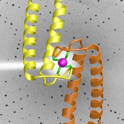 Structural biology on DNA repair, chromatin remodeling and innate immunity.