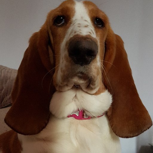 The Ongoing Memoirs of a Bassett Hound | Material by Vivienne Westwoof | Words and Pictures by @boltonwriter