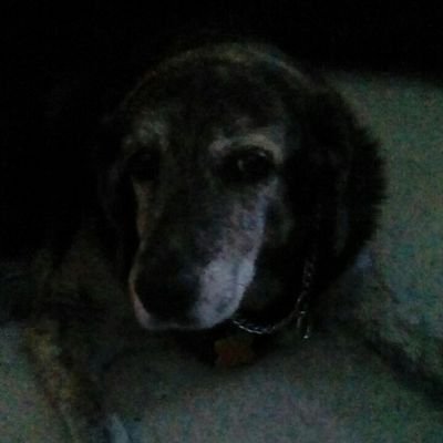 MarjiBarnovsky's profile picture. I like kittens and anime 😺😺😺