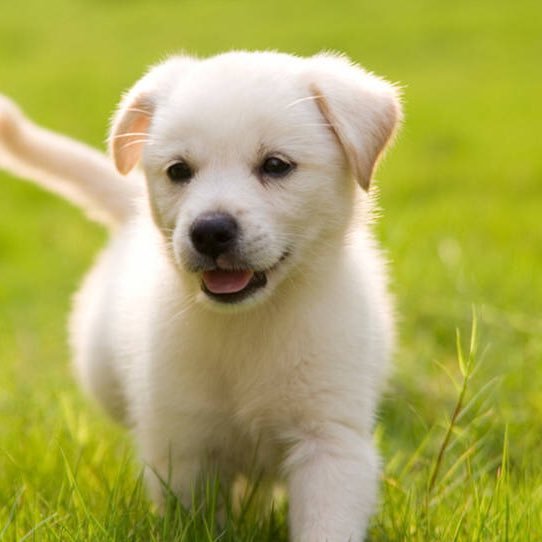 Care for dogs# Love for dogs# Work for dogs. For Adoption & Charity Contact - adogslifelove@gmail.com Support Us - https://t.co/iN53ZElwxg