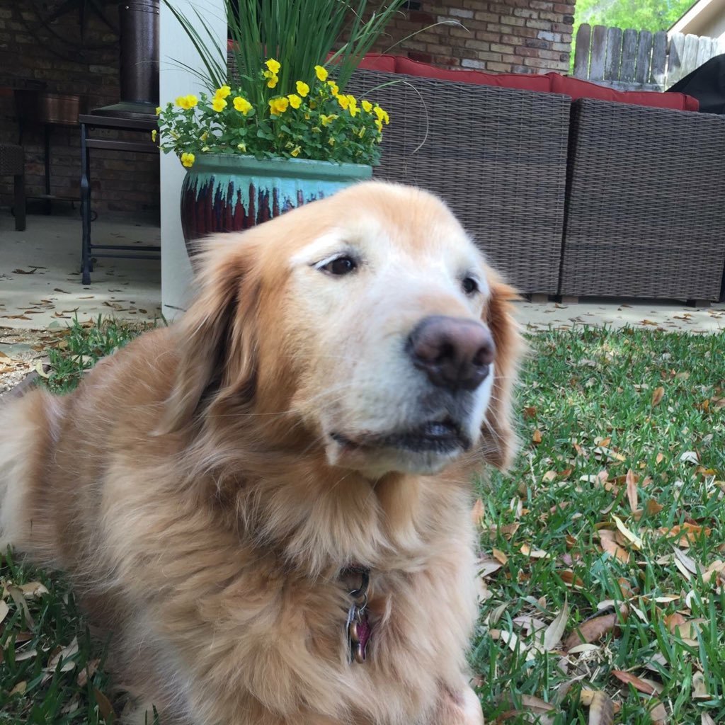 jman974's profile picture. 