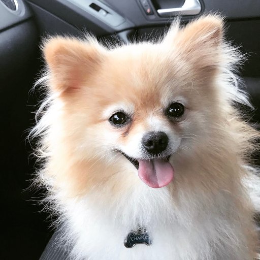 Charles, a fearless, energetic Pomeranian of 6 pounds. Everyone is a potential new friend.
