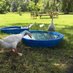 THE GOOSE GIRL { Sylvia's mother said... } (@sylviahas5geese) Twitter profile photo THE GOOSE GIRL { Sylvia's mother said... } (@sylviahas5geese) Twitter profile photo