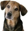 I've been a dog owner for over 20 years, and I currently own a pet grooming and training service. I started a website on dogs for owners, by owners!