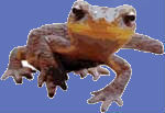 breakingnewts's profile picture. Breaking Newts as it happens.  Real Stories, or sh*t we make up.
