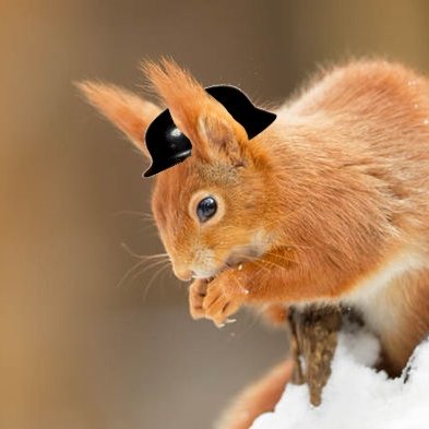 If any of you are Gray Squirrels are reading this please do the world a favor and jump off a tree. To stop the Grey Squirrel epidemic join the Red Squirrel army