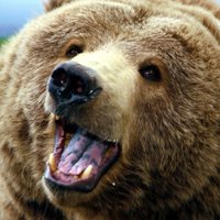 BearNumber2 (@backupbear) 's Twitter Profile