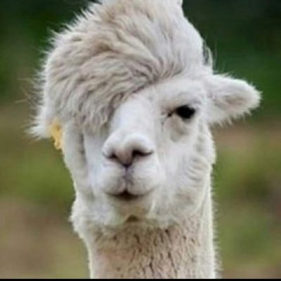 LlamaCrypto's profile picture. I'm Not a Llama
