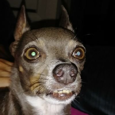 SamElmore8's profile picture. Married,Grandpa,Musician, and Patriot.
#MAGA #Boomer Sooner #Pro-Life #Trump 2020