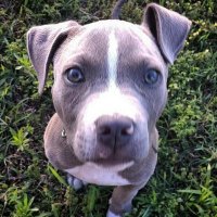 Pitbullies 🐶 (@pitbullies2) 's Twitter Profile