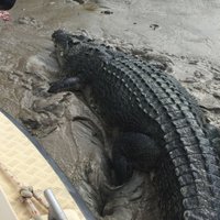 Kookabarra (@kooka1071) 's Twitter Profile