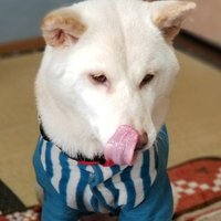 ペロタ (@perota79) 's Twitter Profile Photo ペロタ (@perota79) 's Twitter Profile Photo