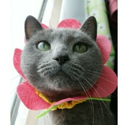 韓流専用アカ。
猫大好き❤動物大好き❤
東方神起ユノ&チャンミンの笑顔をずっと守りたい‼️
猫アカ→ @nekoshimabelem