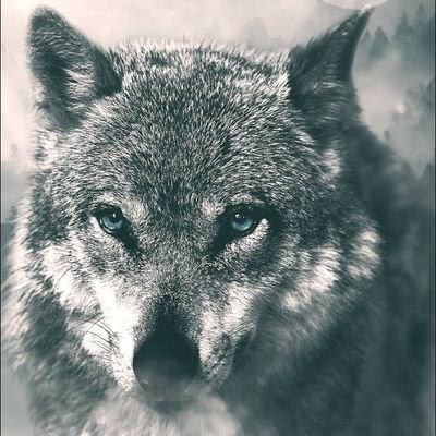 adelphoos's profile picture. 