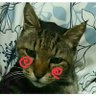 reyrey0007's profile picture. 動物と格闘技が好き☆
元野良ちゃん達のじょにー君（18才）、ウィリアム君（17才）と暮らしてます。
血はつながってませんが仲良しです♥

埼玉県に保護シェルターを計画中。
殺処分や不幸な目に合う動物を一匹でも多く助けたい！