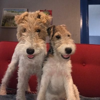 We are wire fox terriers. Love long walks, bones, playing — we are up for almost anything. Just try us!