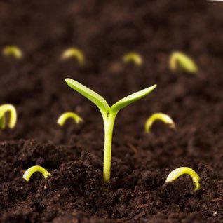 tohumhaber's profile picture. Tarım ve Tohum Haberleri