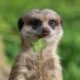 LoloBolo (@00surykatek00) Twitter profile photo LoloBolo (@00surykatek00) Twitter profile photo