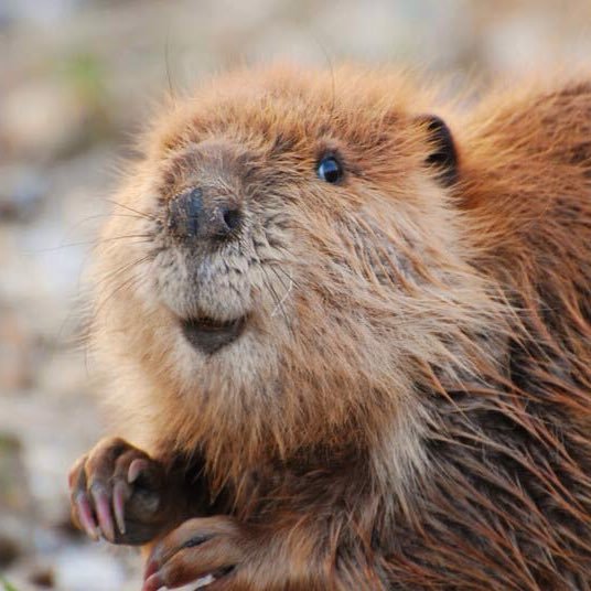 bobrzatko13's profile picture. Prawa strona 🇵🇱 Nie owijam w bawełnę .