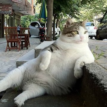 Julia灰色の猫 Juliapennylmao Twitter