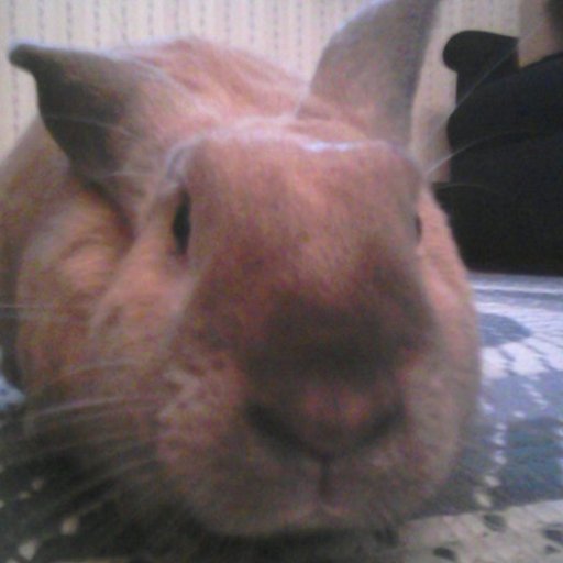 DibleysShoelace's profile picture. Generally adequate.