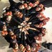 IFHS Cheerleading (@ifhscheer) Twitter profile photo IFHS Cheerleading (@ifhscheer) Twitter profile photo
